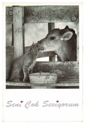 Sevimli Kedi Kartpostalı KRT9589 - Gökçekoleksiyon