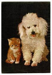 Sevimli Kedi Köpek Büyük Boy Kartpostal KRT9134 - Gökçekoleksiyon