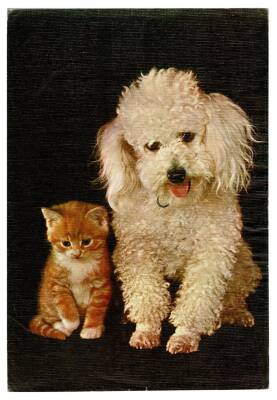 Sevimli Kedi Köpek Büyük Boy Kartpostal KRT9134 - 1