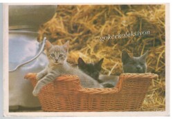 Sevimli Kediler Kartpostalı KRT2635 - Gökçekoleksiyon