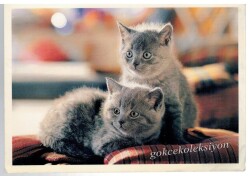 Sevimli Kediler Kartpostalı KRT2636 - Gökçekoleksiyon