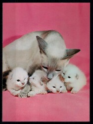 Sevimli Kediler Kartpostalı KRT2653 - Gökçekoleksiyon