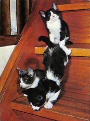 Sevimli Kediler Kartpostalı KRT2655 - Gökçekoleksiyon