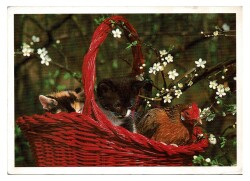 Sevimli Kediler Kartpostalı KRT9585 - Gökçekoleksiyon