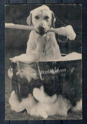 Sevimli Köpek Kartpostalı KRT2609 - 1