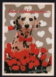 Sevimli Köpek Kartpostalı KRT2645 - Gökçekoleksiyon