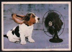 Sevimli Köpek Kartpostalı KRT2664 - Gökçekoleksiyon