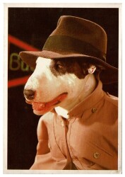 Sevimli Köpek Kartpostalı KRT9592 - Gökçekoleksiyon