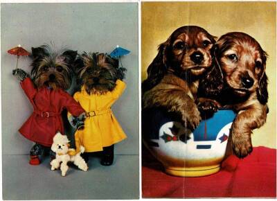 Sevimli Köpekler İkili Kartpostal KRT11572 - 1