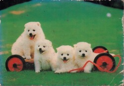 Sevimli Köpekler Kartpostalı KRT2593 - Gökçekoleksiyon