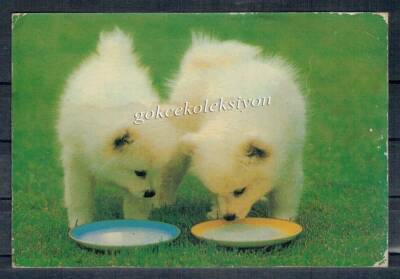 Sevimli Köpekler Kartpostalı KRT2647 - 1