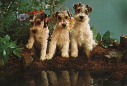 Sevimli Köpekler Kartpostalı KRT2662 - Gökçekoleksiyon