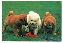 Sevimli Köpekler Kartpostalı KRT9591 - Gökçekoleksiyon