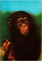 Sevimli Maymun Kartpostal KRT11587 - Gökçekoleksiyon