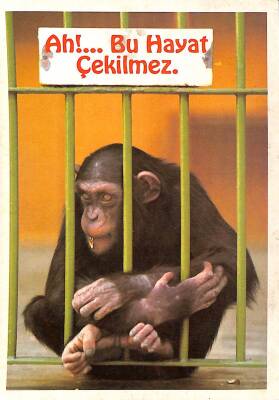 Sevimli Maymun Kartpostalı KRT2679 - 1