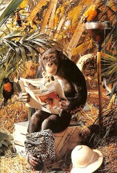 Sevimli Maymun Kartpostalı KRT2680 - Gökçekoleksiyon