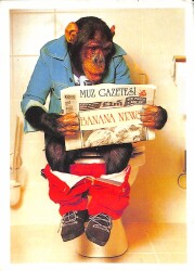 Sevimli Maymun Kartpostalı KRT2685 - Gökçekoleksiyon