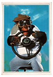 Sevimli Maymun Kartpostalı KRT9593 - Gökçekoleksiyon