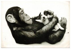 Sevimli Maymun Kartpostalı KRT9602 - Gökçekoleksiyon