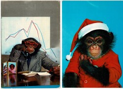 Sevimli Şempanzeler İkili Kartpostal KRT11573 - Gökçekoleksiyon