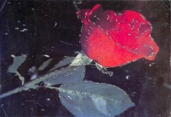 Simli Gül Kartpostal KRT18426 - Gökçekoleksiyon