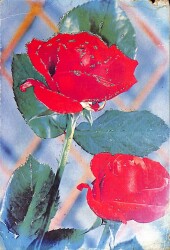 Simli Gül Kartpostal KRT18428 - Gökçekoleksiyon