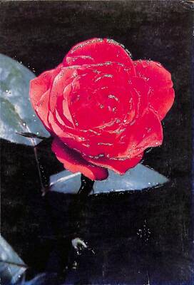 Simli Gül Kartpostal KRT18429 - 1