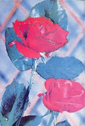 Simli Gül Kartpostal KRT18432 - Gökçekoleksiyon