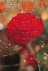 Simli Gül Temalı Kartpostal KRT18443 - Gökçekoleksiyon