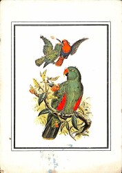 Simli Papağan Kartpostal KRT18460 - Gökçekoleksiyon