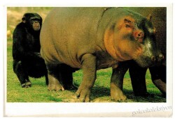 Su Aygırı Kartpostalı KRT2622 - Gökçekoleksiyon