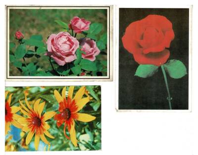 Tematik Üçlü Çiçek Kartpostal KRT7850 - 1