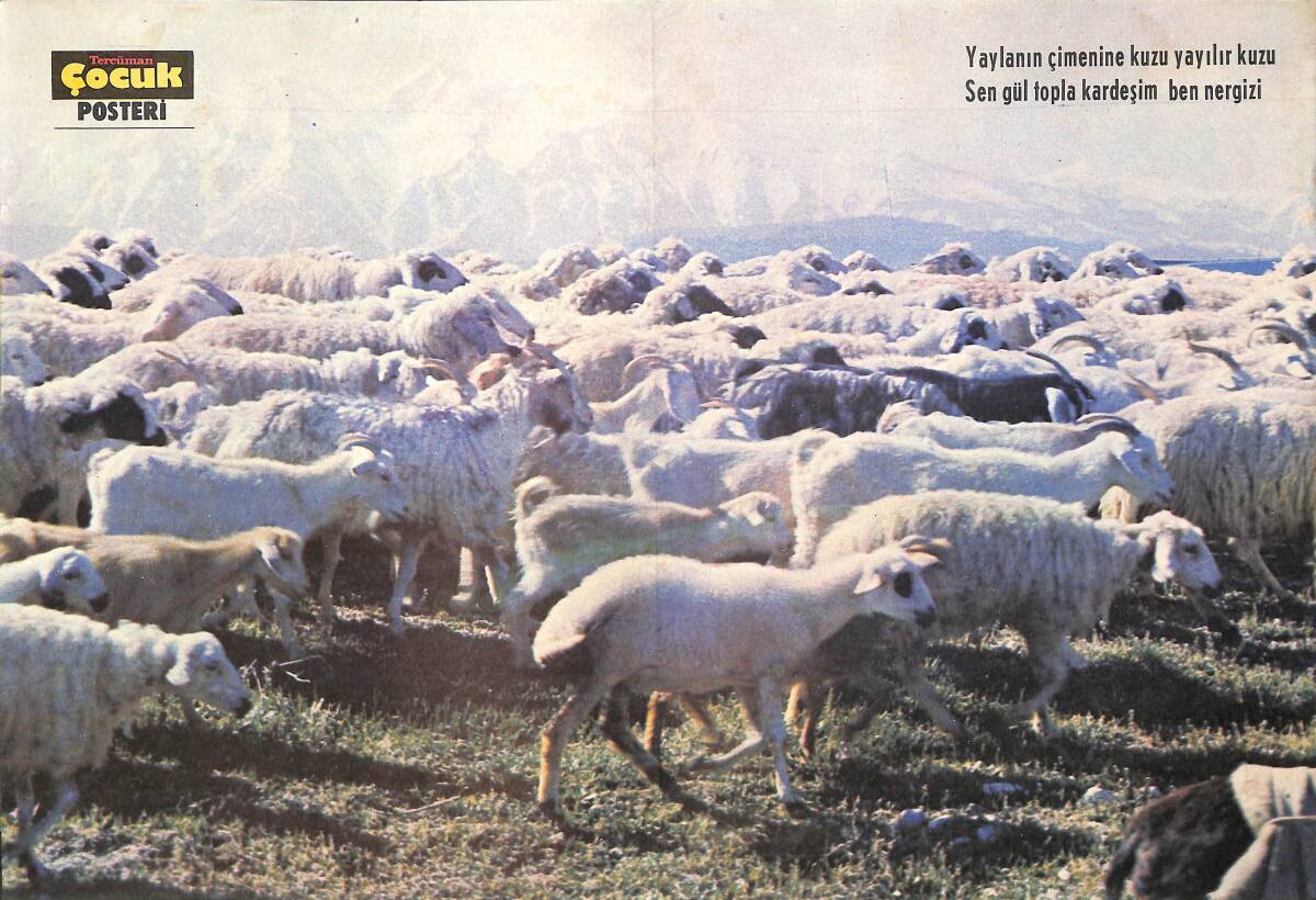 Tercüman Çocuk Koyun Temalı Posteri KRT23953 - 1