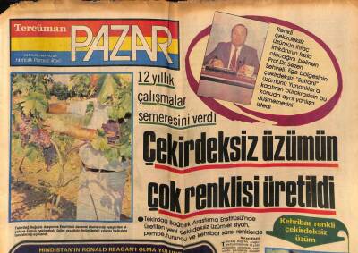 Tercüman Gazetesi Pazar Eki 23 Eylül 1984 - Çekirdeksiz Üzümün Çok Renklisi Üretildi GZ75883 - 1
