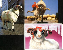 Üçlü Koç Kartpostal KRT7867 - Gökçekoleksiyon